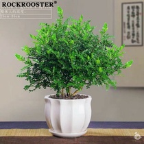  Mosquito repellent plant Fragrant potted Indoor bonsai Mosquito repellent grass Four seasons Evergreen pepper wood green plant Garden flowers