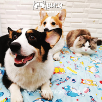 Small B cub export blemish value Japan original single floor mat Four Seasons non-slip oversized machine washable cute dog mat