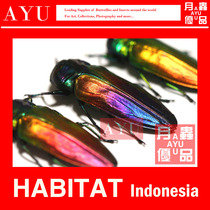 Belionota Traffic Light Gidin Insect Specimen Crafts Material Museum Collection Beetle Color