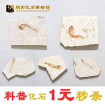 Value-added Liaoxi hot-selling paleontology wolffin fish fossils children popular science teaching original stone specimen fragments