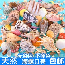 Natural shell conch sea star coral handmade diy perforated fish tank landscape decoration scallop fish hermit crab shell