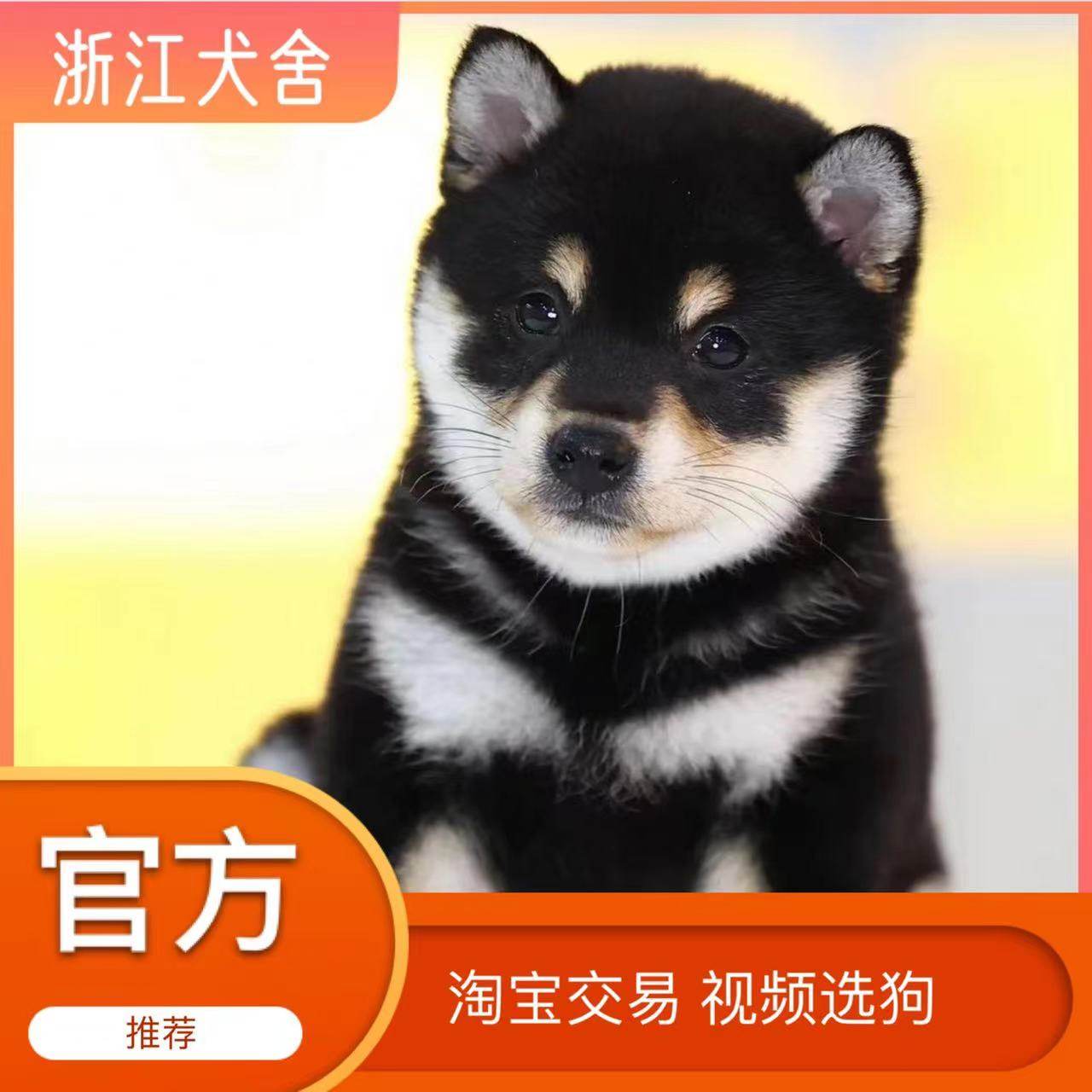 黑柴犬-黑柴犬促销价格、黑柴犬品牌- 淘宝