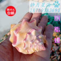 Natural conch shell Carmine snail gift Zhaocai town house wedding gift home decoration fish tank aquarium landscape