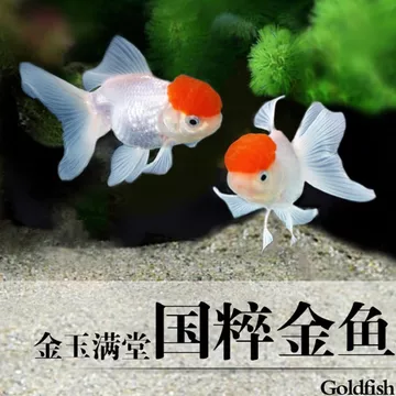 丹顶红狮子头鱼-丹顶红狮子头鱼促销价格、丹顶红狮子头鱼品牌- 淘宝