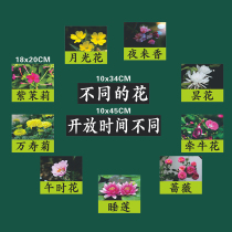 Floral Clock 3rd grade Language Lower Books Open class Magnetic plate Book patch teacher with magnetic display stick teaching aid