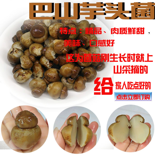 巴山土特产芋头菌红松菌乌松菌纯天然菌菇野生菌菇自然美食