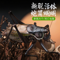 Grasshopper jar grasshopper gourd songworm called oversized plexiglass crystal jar old tan jar grasshopper cage