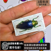 Purple Giddy Worm Specimen Gelaeus walkeri Butterfly Spade Beetle Scarab Beetle Collection