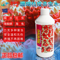 Two small fish corals in the United States Coral quarantine water SPS parasite flat worm sea spider flat worm potion