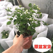 Jasmine potted double-leaf mosquito repellent plant Indoor outdoor balcony gardenia hydroponic fragrance water culture