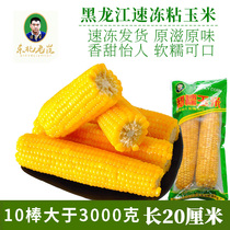 2020 New northeast sticky corn cob frozen sticky corn northeast sweet yellow glutinous corn 10 sticks 1 piece