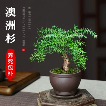 【自然樹】杉盆栽‼️直幹　樹高1m 盆栽 自然樹】杉盆栽‼️直幹 樹高1m 盆栽