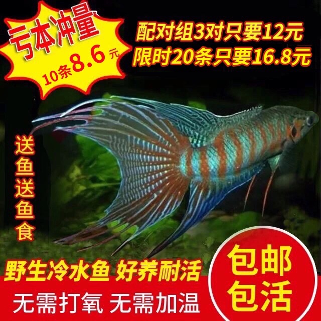 Chinese betta live Pu fork cold water ornamental fish Live fish next to the skin Po fork tail resistant flower towel does not change the water