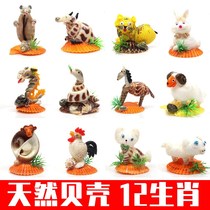 12 12 Zodiac natural conch shell crafts home decorations tourist souvenir ornaments childrens toys