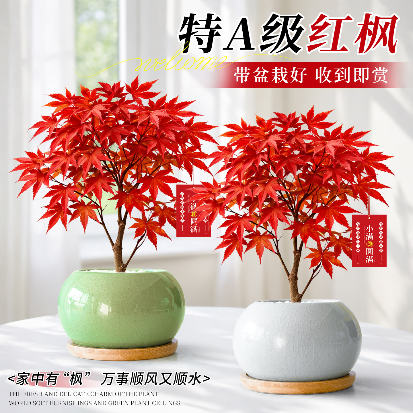 楓盆栽　中品盆栽 楓盆栽中品盆栽