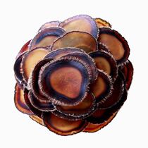 Deer hair tablets whole wax tablets dry tablets deer whip blood tablets soaked wine blood Jilin deer pruning