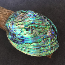 Abalone shells big conch ornaments Zhaocai crafts creative home accessories fish tank aquarium sage sage utensils