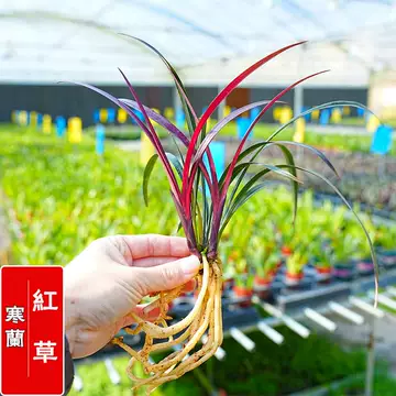 兰花红草-兰花红草促销价格、兰花红草品牌- 淘宝