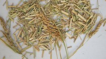 China Fresh Dried Rice Straw Rice Straw Straw 250g Free Ground Rice Straw Powder