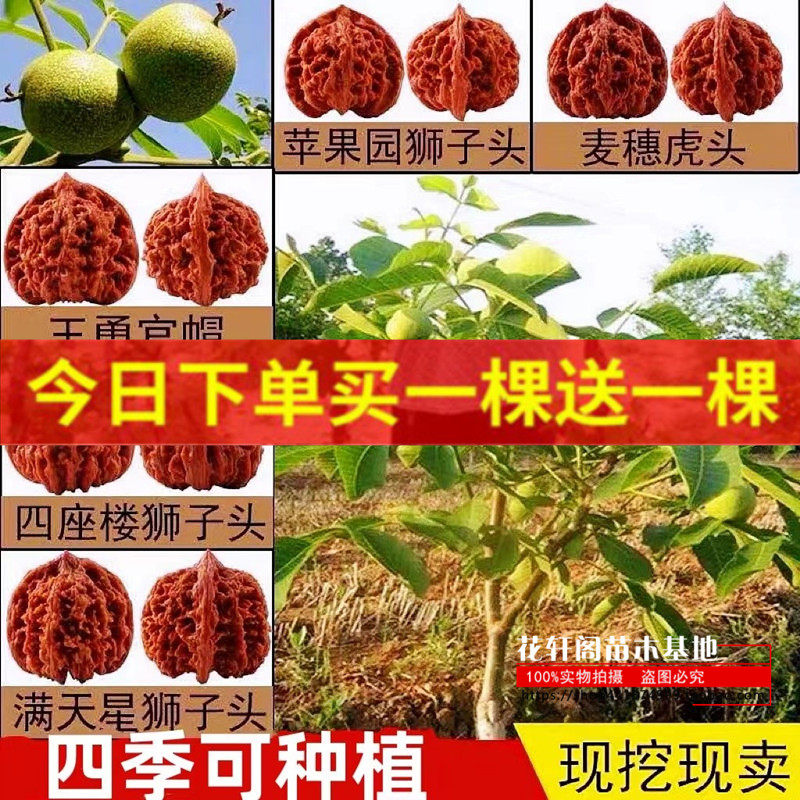四座楼文玩核桃苗-四座楼文玩核桃苗促销价格、四座楼文玩核桃苗品牌- 淘宝
