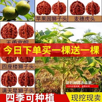 四棱文玩核桃苗-四棱文玩核桃苗促销价格、四棱文玩核桃苗品牌- 淘宝