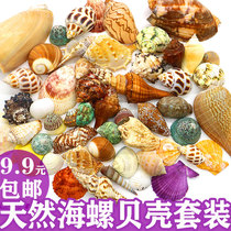 Natural shell conch sea star package handmade diyy perforated fish tank landscape small fish hide hermit crab change Shell