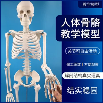 人骨头模型-人骨头模型促销价格、人骨头模型品牌- 淘宝