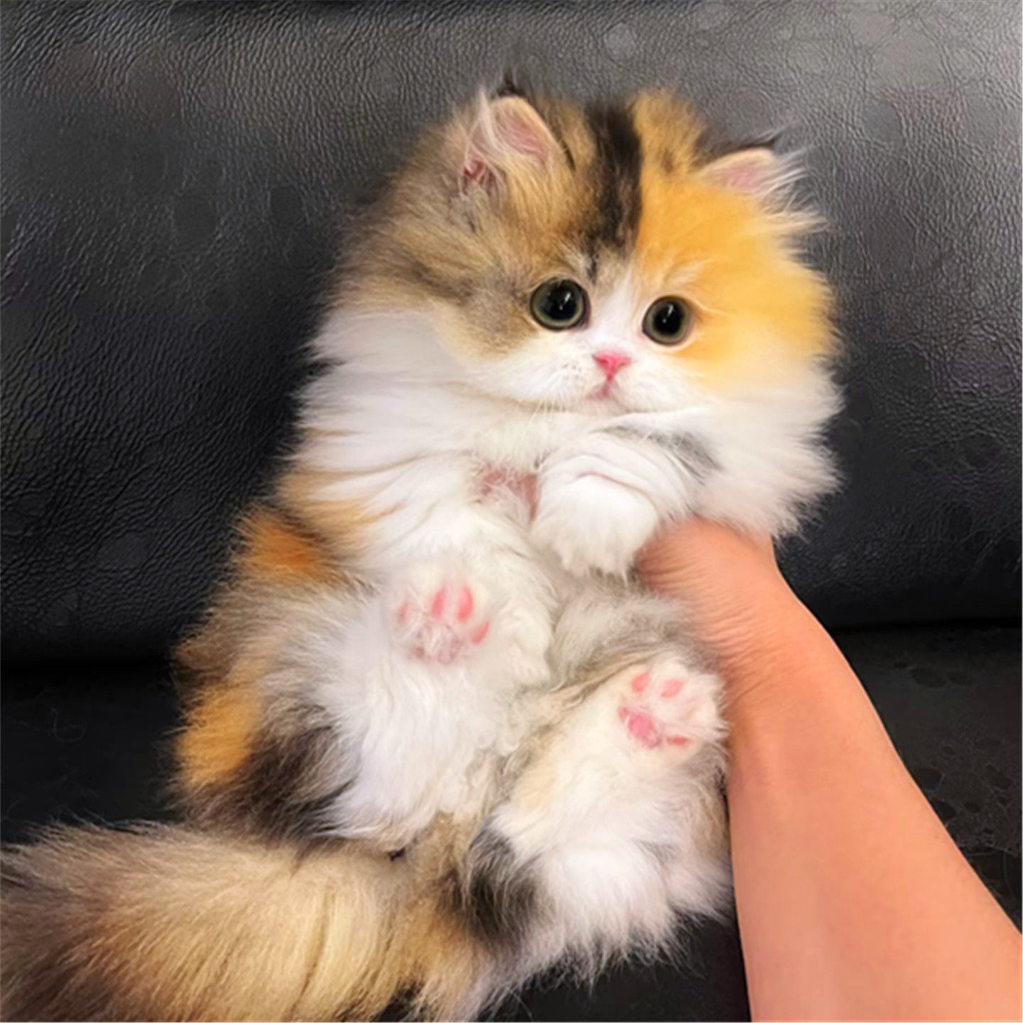 长毛三花猫-长毛三花猫促销价格、长毛三花猫品牌- 淘宝