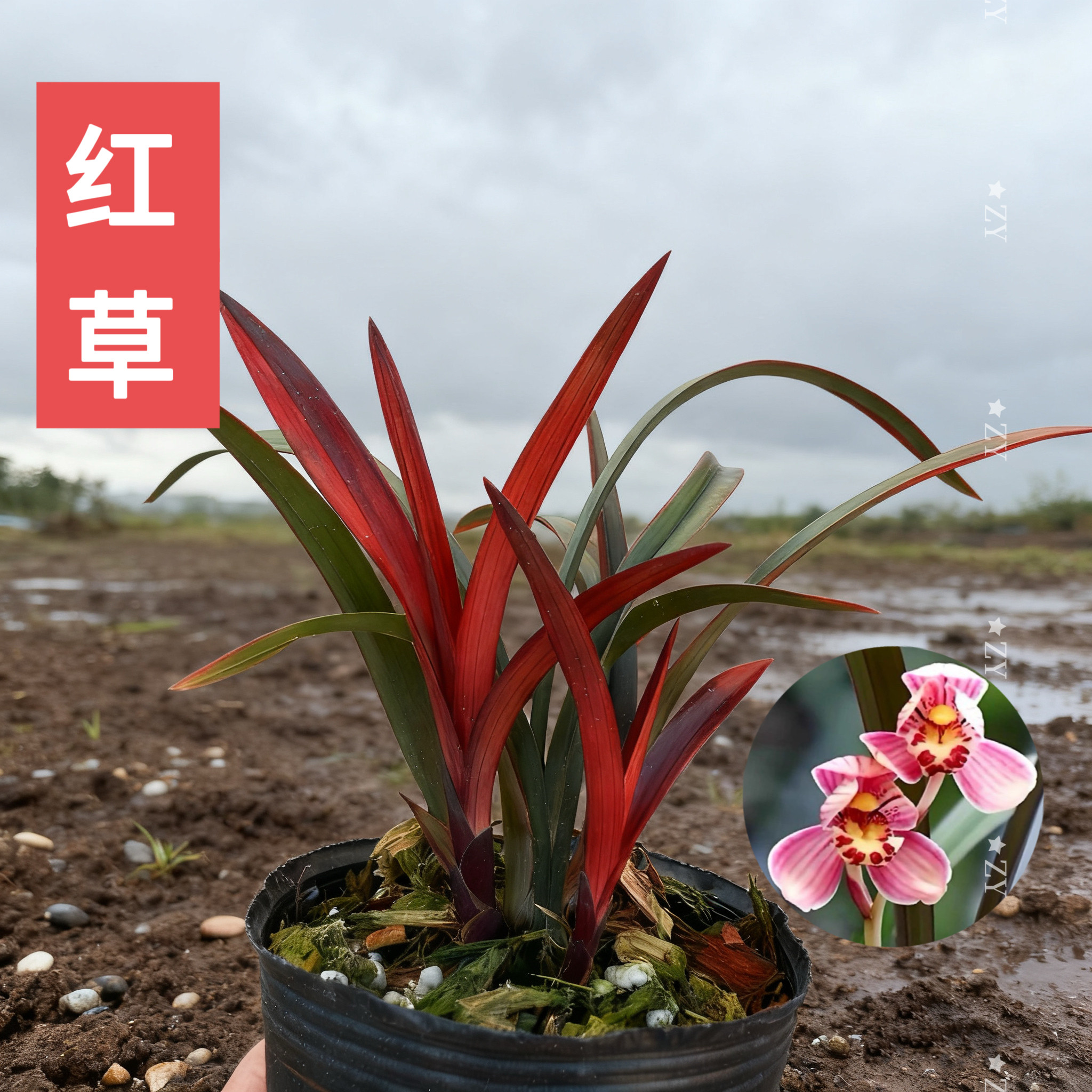 寒兰红草-寒兰红草促销价格、寒兰红草品牌- 淘宝