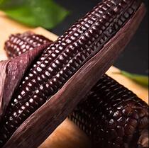 Organic black glutinous corn 10 vacuum-packed particles full clear sweet beautiful fresh grain rich in anthocyanins