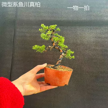 黄金真柏-黄金真柏促销价格、黄金真柏品牌- 淘宝