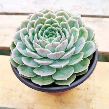 法师多肉植物-法师多肉植物促销价格、法师多肉植物品牌- 淘宝