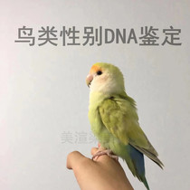 Other bird DNA test card Large medium small parrot sex identification Peony Hyun Jin Tai Wren Pigeon Duck