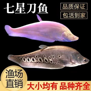 七星刀鱼-七星刀鱼促销价格、七星刀鱼品牌- 淘宝