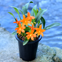 Authentic health care Cat orchid black cup Dendrobium seedlings Dendrobium flower Dendrobium seedlings fresh strip Maple bucket Dendrobium orchid