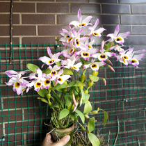 (Blood Danshen Dendrobium plant) with Wood delivery non-Dendrobium seedlings fresh strips of Maple iron skin Dendrobium flower