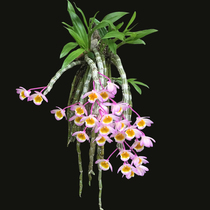 (Empty Valley Orchid Planting) Dendrobium seedlings Dendrobium fresh Dendrobium Dendrobium dried flower tea