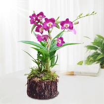 (Bihai Chaosheng Dendrobium stump) with Wood delivery non-Dendrobium seedlings fresh strips Maple Dendrobium flower