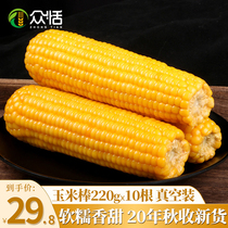 Zhong Tian yellow corn fresh waxy corn instant northeast sweet corn cob vacuum bag fresh pick 220g * 10
