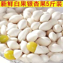 Fresh ginkgo biloba fruit with shell 5 pounds of fresh Ginkgo biloba season Buddha refers to Ginkgo biloba kernels to send fruit opener Ginkgo biloba seeds