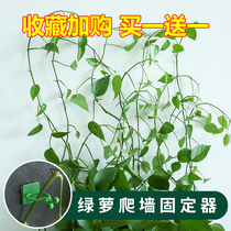 Green Roe holder climbing wall long vine wall strong wall fixed card green basket potted green plant wall artifact