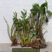 Selected Dendrobium varieties randomly mix and match a catty of turtle back Rose spring iron skin Tiangong ball sheath