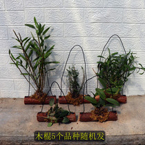 Dendrobium package with wooden sticks to plant good hair 5 varieties random hair drumstick iron bamboo leaf turtle back golden hairpin Spring Spring Spring