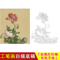 Lang Shinings fine brushwork flower and bird White drawing manuscript Xiane Changchun volume Poppy Chinese painting entry copy starting material LT09