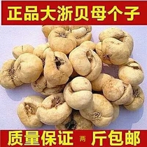 Fritillaria Zhejiang Fritillaria Large Fritillaria Zhejiang Fritillaria 500 grams of Chinese herbal medicine Fritillaria soup Fritillaria Youping shellfish Chuanbei