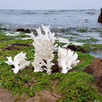 Natural cedar coral ornaments oversized conch shell fish tank large abalone shell Mediterranean ocean style decoration