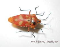 Horned Shield Bug Specimen - Pepper Bug: Flower Horn Bug; Wet Worm Unorthodox; Student Teaching Science Collection