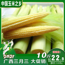  9 8 kg with box Guangxi corn hometown fresh sweet corn shoots tender small corn cob vegetables are now picked edible bamboo shoots