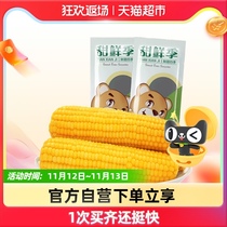 Sweet fresh season yellow glutinous corn 6 sticks northeast glutinous corn vacuum packaging fresh sweet soft waxy
