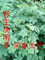 Raw semen cassiae wild cassia seed of cassia seed tea farm wild raw Cassia 2